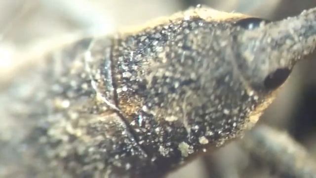 Энтомология. Lixus subtilis смотреть онлайн