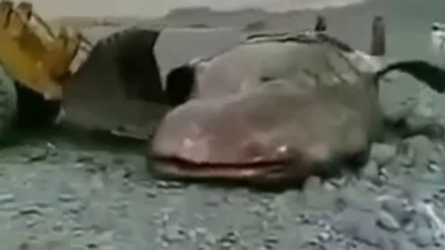 Сом-гигант! Самый большой в мире. Giant catfish. The world's largest смотреть онлайн