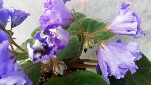 Ват-Инопланетянин смотреть онлайн