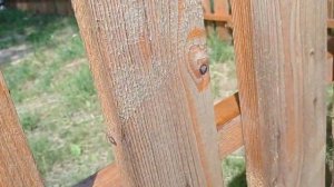 Чем покрасить деревянный штакетник чтобы не гнил? Обработка деревянного забора Быстро и дешево