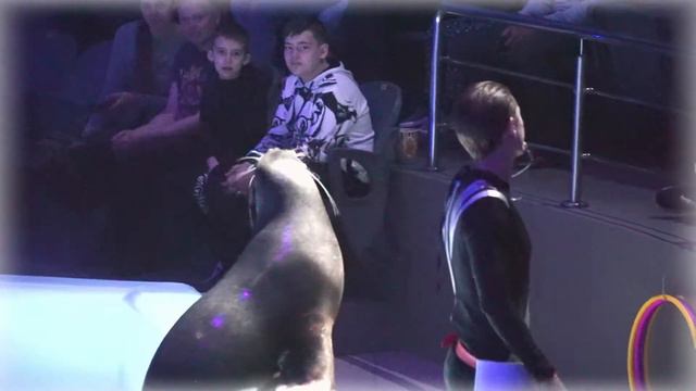 ВОЛШЕБНИЦА МЭРИ/Морской лев/ДЕЛЬФИНИЯ/Новосибирск смотреть онлайн
