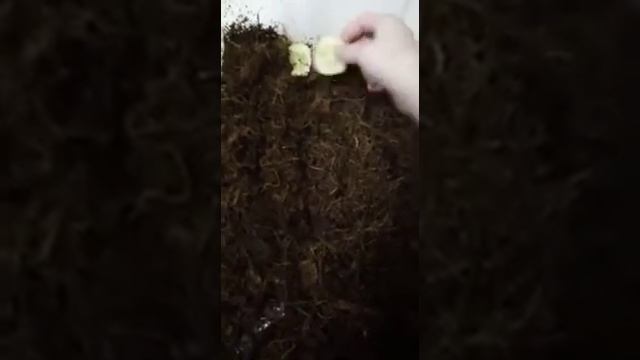 У ахотины лопнул панцирь😭 смотреть онлайн