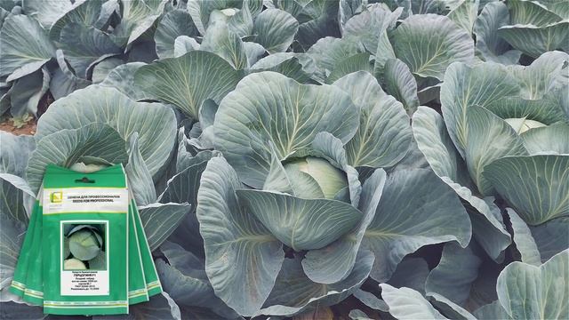 Капуста белокочанная герцогиня f1! Лучшая для хранения! смотреть онлайн