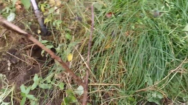 Вы спрашивали название сорта? Нашла ответ! смотреть онлайн