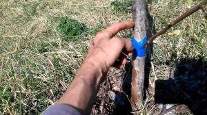 Как привить грушу с помощью ДРЕЛИ И СВЕРЛА!