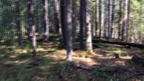 Охота на утку с пневматикой Kral Puncher Breaker 3, калибр 5.5