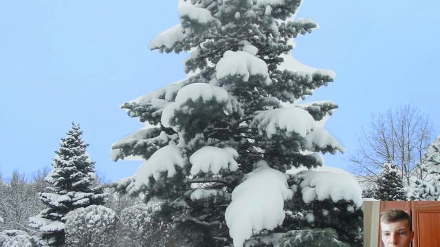 Ялиця смотреть онлайн