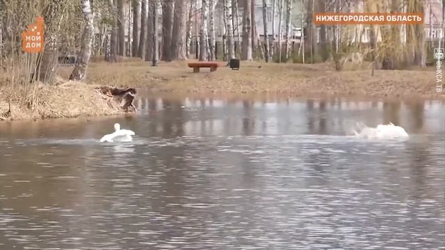 Любимцы жителей Выксы – лебеди из Центрального парка Руслан и Людмила, отправились на зимовку смотреть онлайн
