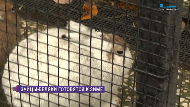 У зайцев-беляков в Ленинградском зоопарке началась осенняя линька смотреть онлайн