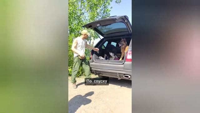 Как научить собаку запрыгивать в машину | Радик Аксанов смотреть онлайн