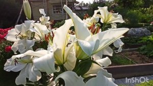 Лилия ОТ- гибрид Вестаро.