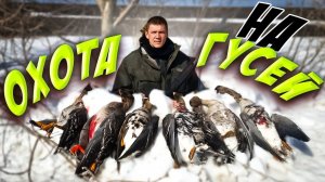 охота на гуся    !!!