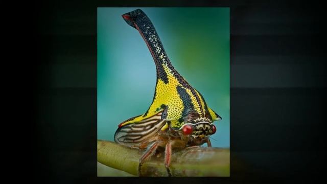 Прикольные фото животных # 1 смотреть онлайн