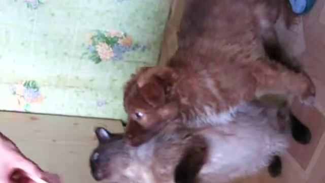Забавный щенок хочет есть и не собирается делиться с кошкой!!! смотреть онлайн
