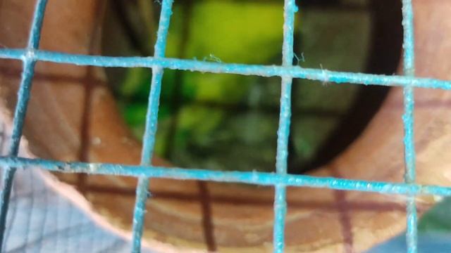 budgies birds ka eggs de diya ??please subscribe karo ?? смотреть онлайн