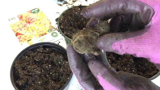 ? Planting Caladium Corms ~ Y Garden ?