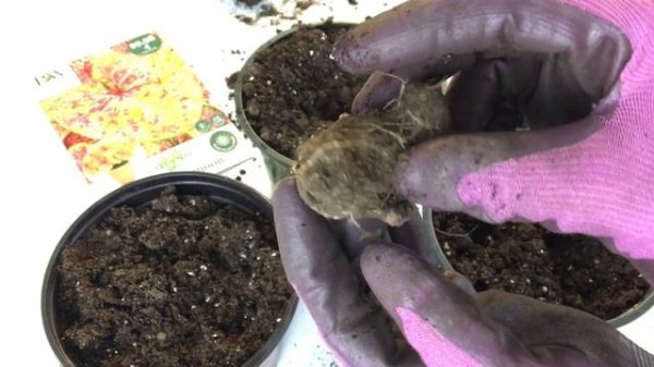 ? Planting Caladium Corms ~ Y Garden ?