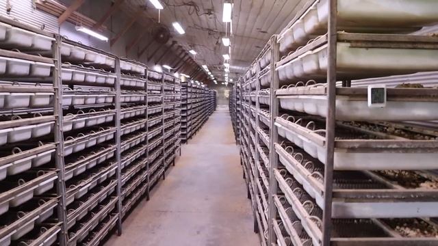 Converting One Ball Python Breeder at a Time смотреть онлайн