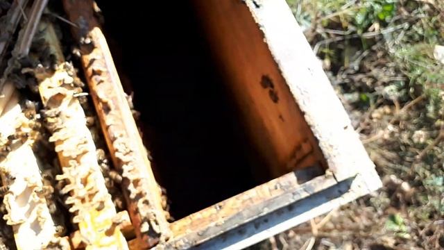 отзыв о работе дым пушки Варроед производства Пчелотехника. Всё печально!!! смотреть онлайн