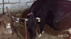 Магнитная ловушка для коров.