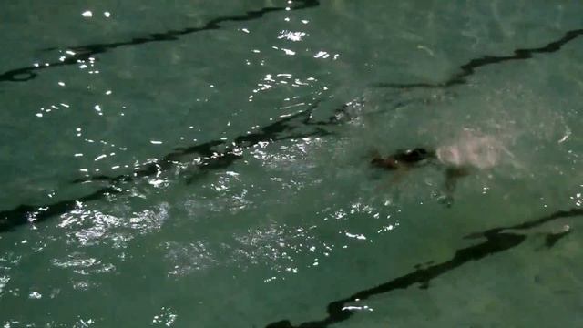 Синхронное плавание Соло Хорош Виктория 10 лет смотреть онлайн