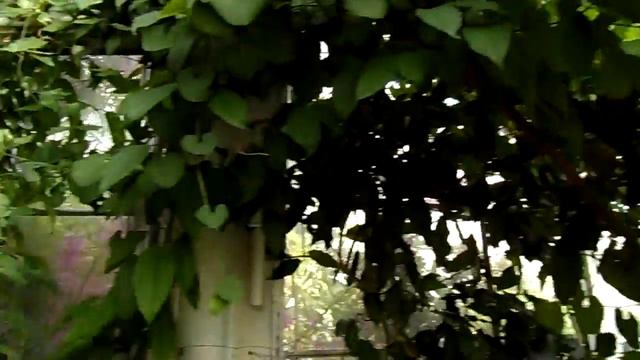 Бабочки, Ботанический сад, Копенгаген смотреть онлайн