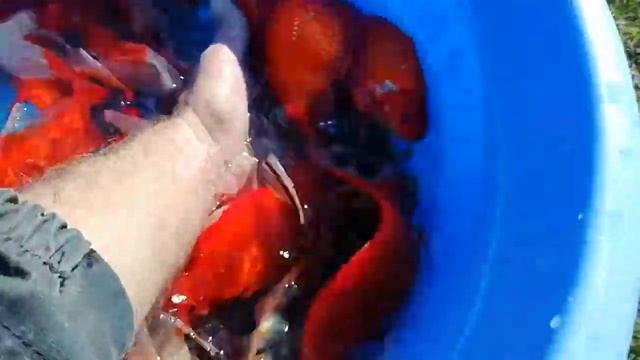 Продажа, Комета, Шубункин, Вейкин. смотреть онлайн