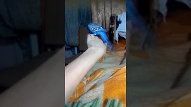 Попугай испортил маникюр))))не хотим летать хотим грызть лак)