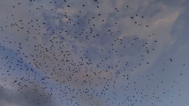 НЕОБЫЧНАЯ ТЯПКА ДЛЯ ОГОРОДОВ / кот играет с мышкой Деревенская Жизнь смотреть онлайн