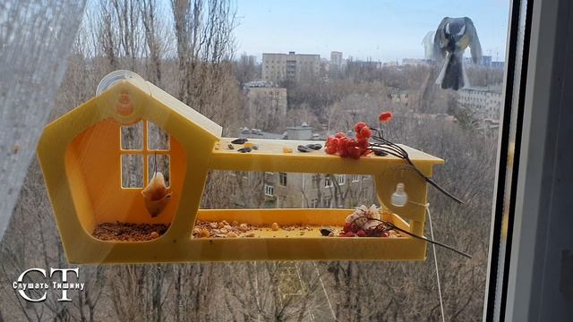Зимние птички-синички смотреть онлайн