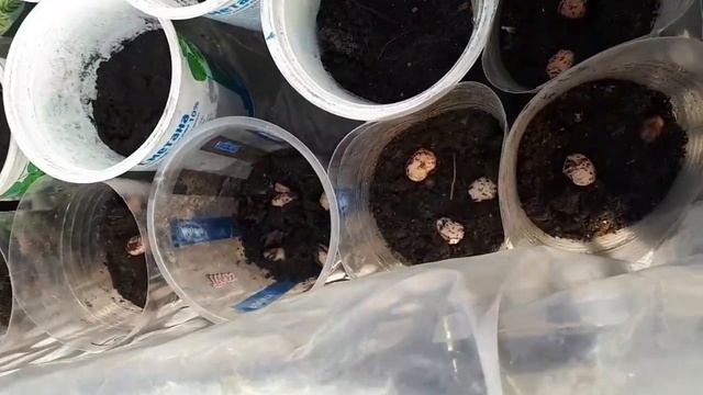 Посев фасоли. смотреть онлайн