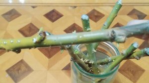 Ива укоренение черенков!!!