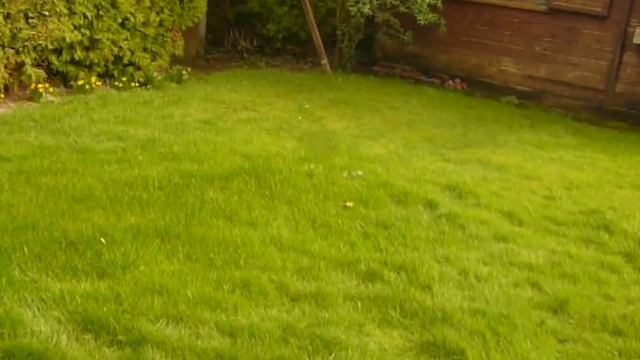 Das Barnevelder Haushuhn смотреть онлайн