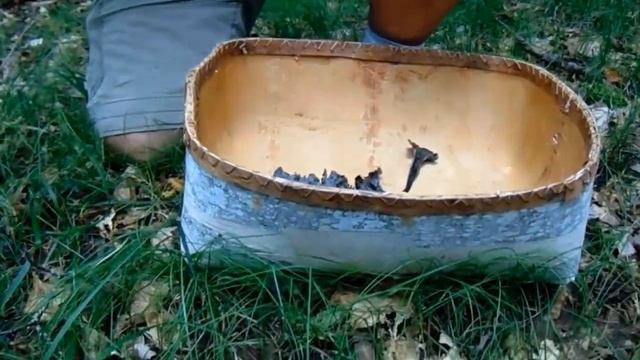 Harvesting the Black Trumpet Mushroom Educational смотреть онлайн