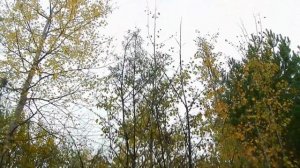 Узнай как навсегда избавиться от вредного кустарника.