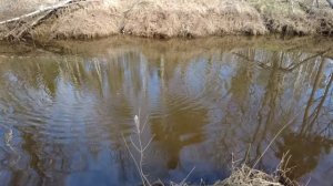 За весенней плотвой с летним (боковым) кивком. Ловля на удочку среди коряг.
