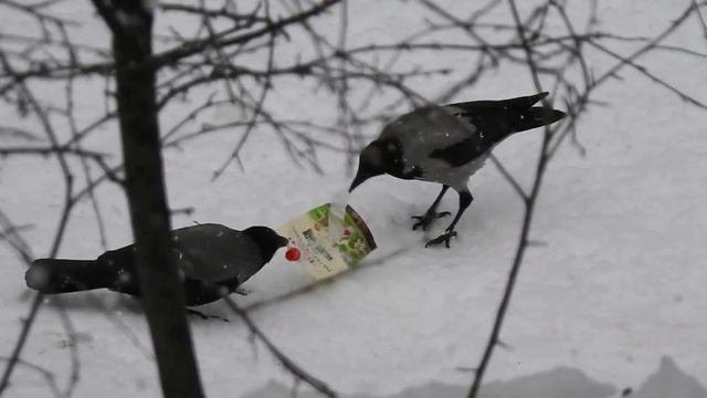 Вороне как-то Бог... смотреть онлайн