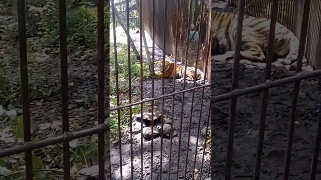 Тигр 🐯 Тихон смотреть онлайн