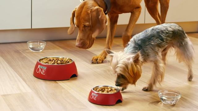 Purina ONE®. Разработано экспертами для здоровья Вашей собаки