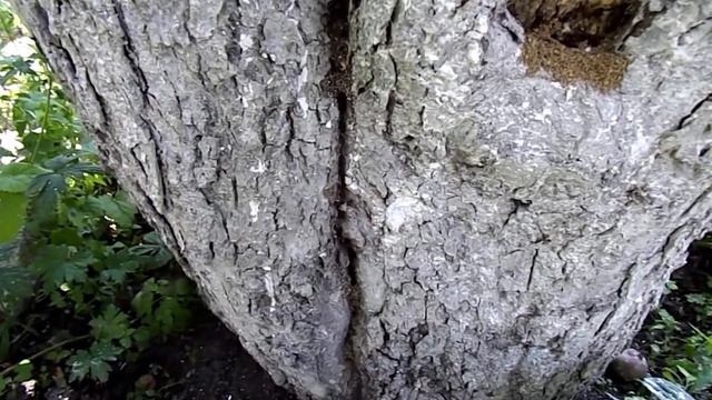 Исход муравьёв с участка при помощи Кока-колы и манной крупы !!!! смотреть онлайн