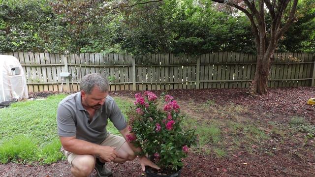 How to grow Berry Dazzle® Dwarf Crape Myrtle - Burgundy-Red Foliage and Fuchsia Blooms