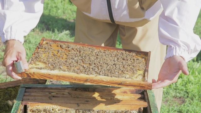 Матки Карника и Бакфаст из Германии смотреть онлайн