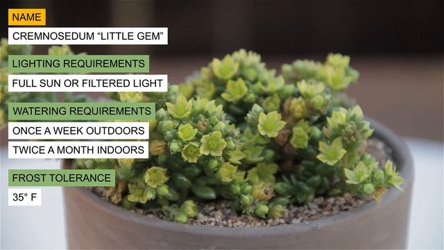 Cremnosedum "Little Gem" смотреть онлайн