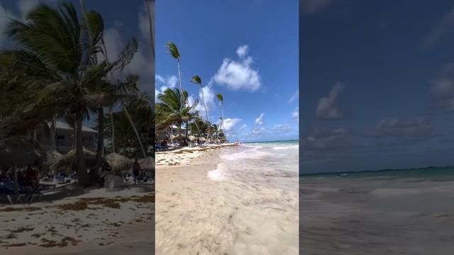 Водоросли в Пунта Кане / отдых в Доминикане 2022/ саргассы / пляж Баваро 2022 смотреть онлайн