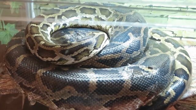 Питон тигровый смотреть онлайн