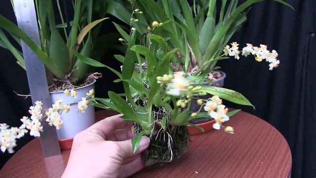 My Talk Called 'Looking After Orchids in the Home' смотреть онлайн