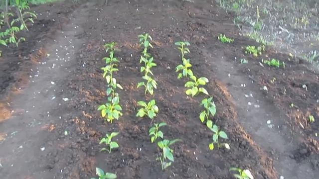 Gartenrundgang in Russischer Sprache,на русском языке смотреть онлайн