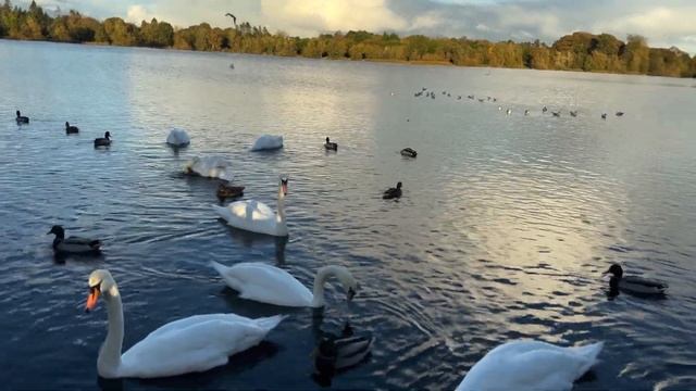 Cycling Around The Park, iPhone 14 Pro Max 4K 30fps Camera Test смотреть онлайн