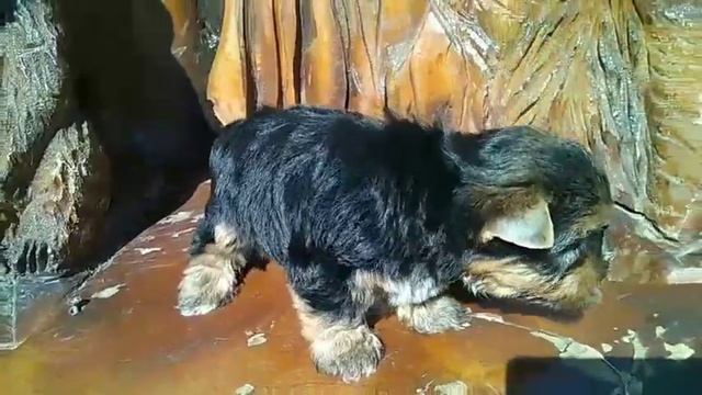 Малыш Йорк - первая прогулка. смотреть онлайн