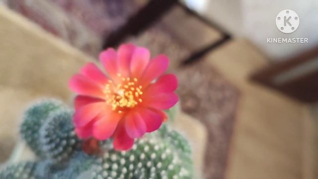 Rebutia. (Ребуция).